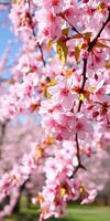 Blossoming cherry trees create a vibrant display of pink flowers in a spring park photo