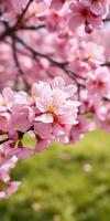 Pink cherry blossoms bloom on branches in a serene garden during spring, creating a vibrant display of nature's beauty photo
