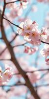 Cherry blossoms bloom in spring under a clear blue sky creating a vibrant and serene atmosphere photo