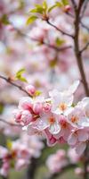 Beautiful cherry blossom branches with delicate pink and white flowers in springtime bloom photo