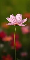 Delicate pink flower stands tall against a colorful blurred background in a vibrant garden setting photo