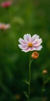 Beautiful pink and white flower blooming in a lush green field during springtime photo