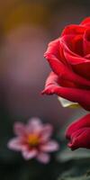 Red rose and blooming flower in a softly blurred garden setting during sunrise photo