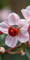 Red ladybug perched on delicate pink flower in a vibrant garden scene during springtime photo