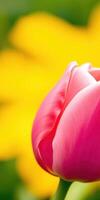 Close-up view of a vibrant pink tulip surrounded by bright yellow flowers in a sunny garden setting photo