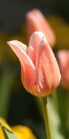 Pink tulip blooms beautifully in a sunlit garden during spring photo