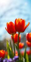 Bright orange tulips bloom against a blue sky in a vibrant spring garden during early afternoon photo