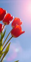Bright red tulips blooming under clear blue sky in spring sunshine photo