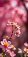 Blossoming pink flowers against a blurred background in springtime sunlight photo