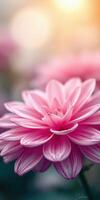 Beautiful close-up of a pink flower blooming in a soft light during the early morning hours in a serene garden setting photo
