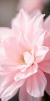 Pink lotus flower blooms elegantly in soft light during springtime showcasing delicate petals and vibrant beauty photo