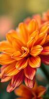 Bright orange dahlia flower showcases vibrant petals under soft natural light in a garden setting photo