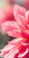 Delicate pink flower blossoms under soft morning sunlight in a serene garden setting photo