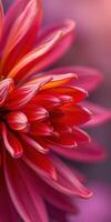 Vibrant crimson flower blooming in sunlight offers stunning close-up details in a soft background photo