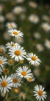 Beautiful daisies bloom in a lush green field during a sunny day in spring photo