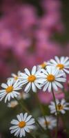 White daisies bloom in a vibrant garden filled with pink flowers during the late spring season photo