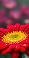 Bright red flower with yellow center and dew drops in a vibrant garden setting during springtime photo