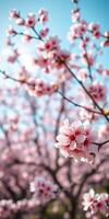 Cherry blossoms bloom brightly under a clear blue sky in springtime photo