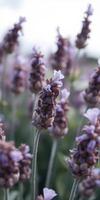 Purple lavender blooms in a tranquil field during golden hour on a warm summer evening photo