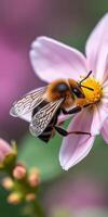 Honey bee collecting nectar from a pink flower in a vibrant garden during springtime photo