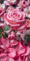 Pink roses with delicate petals create a vibrant floral arrangement showcasing nature's beauty photo