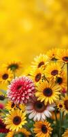Colorful arrangement of flowers with yellow background in a garden during sunny weather photo