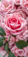 Beautiful pink rose in full bloom surrounded by delicate petals in a garden setting during springtime photo