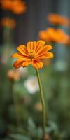 Orange flower blooms in a vibrant garden under soft sunlight surrounded by greenery photo