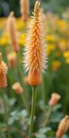 Bright orange flowering plant stands against a backdrop of yellow flowers in a vibrant garden photo