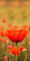 Vibrant red flower in a blooming field of poppies captured during golden hour photo