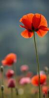 Bright red poppies bloom in a field during sunny weather in spring, showcasing nature's beauty at its finest photo