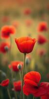 Bright red poppies bloom in a sunlit field during springtime, showcasing nature's vibrant colors and delicate beauty photo