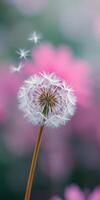 Delicate dandelion seeds floating gently in the air against a softly blurred pink background photo
