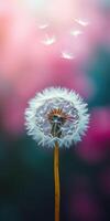 Delicate dandelion puff releasing seeds against a soft, colorful blurred background during a warm spring afternoon photo