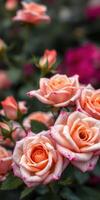 Roses bloom in a vibrant garden showcasing shades of peach and pink photo