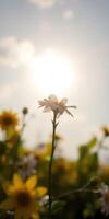 Bright flowers basking in sunlight on a warm afternoon in a vibrant garden photo