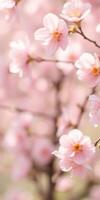 Pink cherry blossoms bloom softly in a spring garden under warm sunlight creating a tranquil atmosphere photo