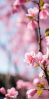 Blossoming pink flowers against a bright blue sky in springtime garden photo
