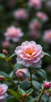 Beautiful pink camellia flowers blooming in a lush garden during springtime photo