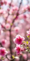 Blooming pink flowers in a tranquil spring garden during daylight hours photo