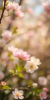 Cherry blossom trees in spring bloom showcasing delicate pink and white flowers in a serene garden setting, capturing the beauty of nature photo