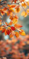 Vibrant autumn leaves in warm shades of orange and red highlighting the beauty of fall in a serene forest setting photo