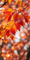 Vibrant autumn leaves showcasing warm hues in a tranquil park during early fall photo
