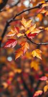 Colorful autumn leaves adorn branches in a serene forest setting during the fall season photo