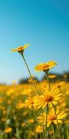 Vibrant yellow daisies bloom against a clear blue sky in a sunny field during springtime photo