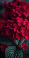 Vibrant red hydrangeas bloom in a lush garden, showcasing nature's beauty during springtime photo