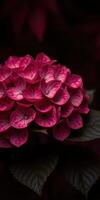 Bright pink hydrangea blooms against a dark background showcasing floral beauty photo