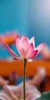 Beautiful pink lotus flower blooming against a vibrant blue background in a tranquil setting photo