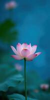 Beautiful pink lotus flower blooming in tranquil waters during a bright afternoon photo