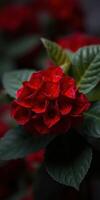 Bright red flower blooming amidst lush green leaves in a vibrant garden during late spring photo